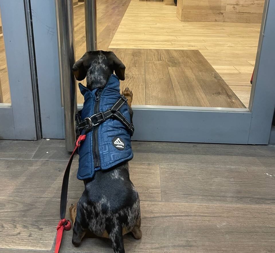 Perro esperando frente a la puerta