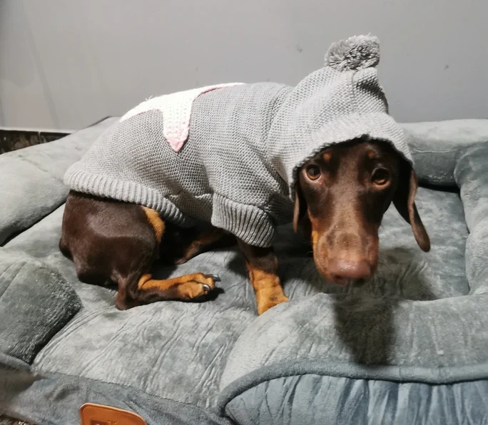 cama-ortopedica-para-teckel